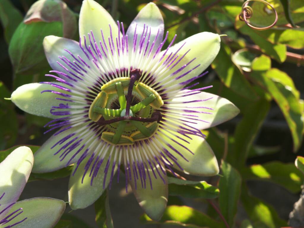  Passiflore bleue
