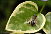  Micro-Nikkor 200mm F4 AIS à F5.6 1/350e 200iso
