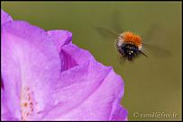  Micro-Nikkor 200mm F4 AIS à F8 1/125e 100iso + flash
