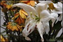  Fleur fanée
